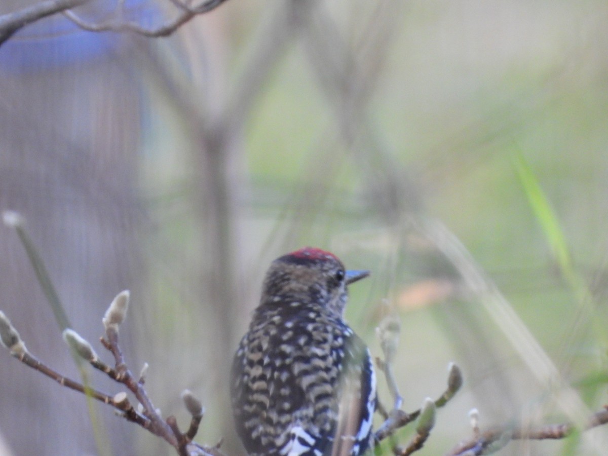 Yellow-bellied Sapsucker - ML645728186
