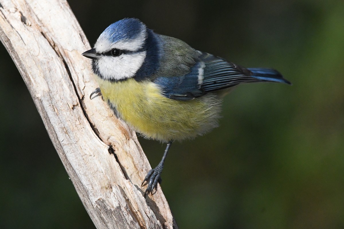 sýkora modřinka - ML645728192