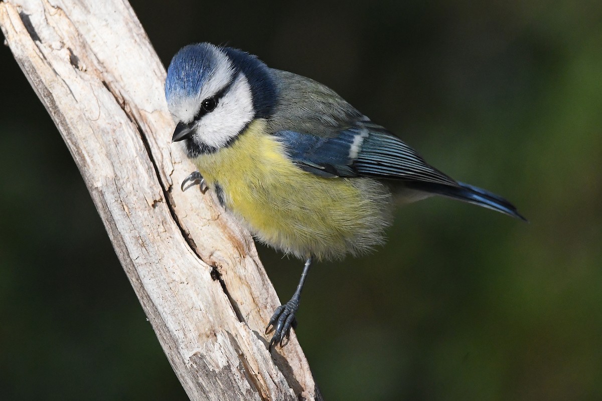 sýkora modřinka - ML645728193