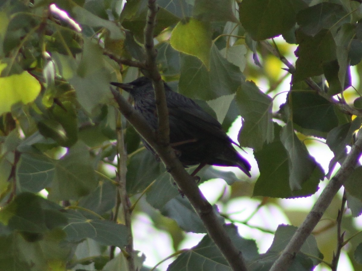 זרזיר שחור - ML645728194