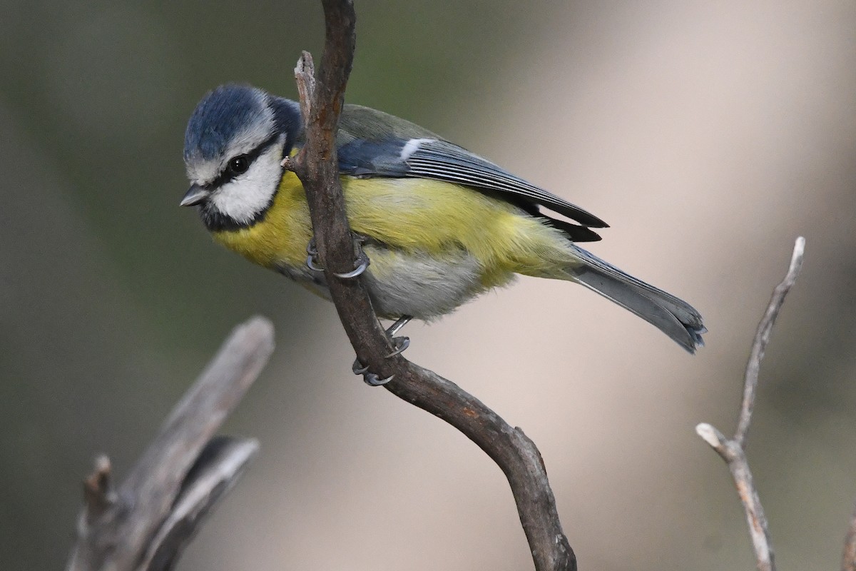 sýkora modřinka - ML645728198