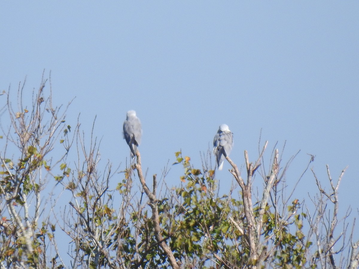 White-tailed Kite - ML645728200