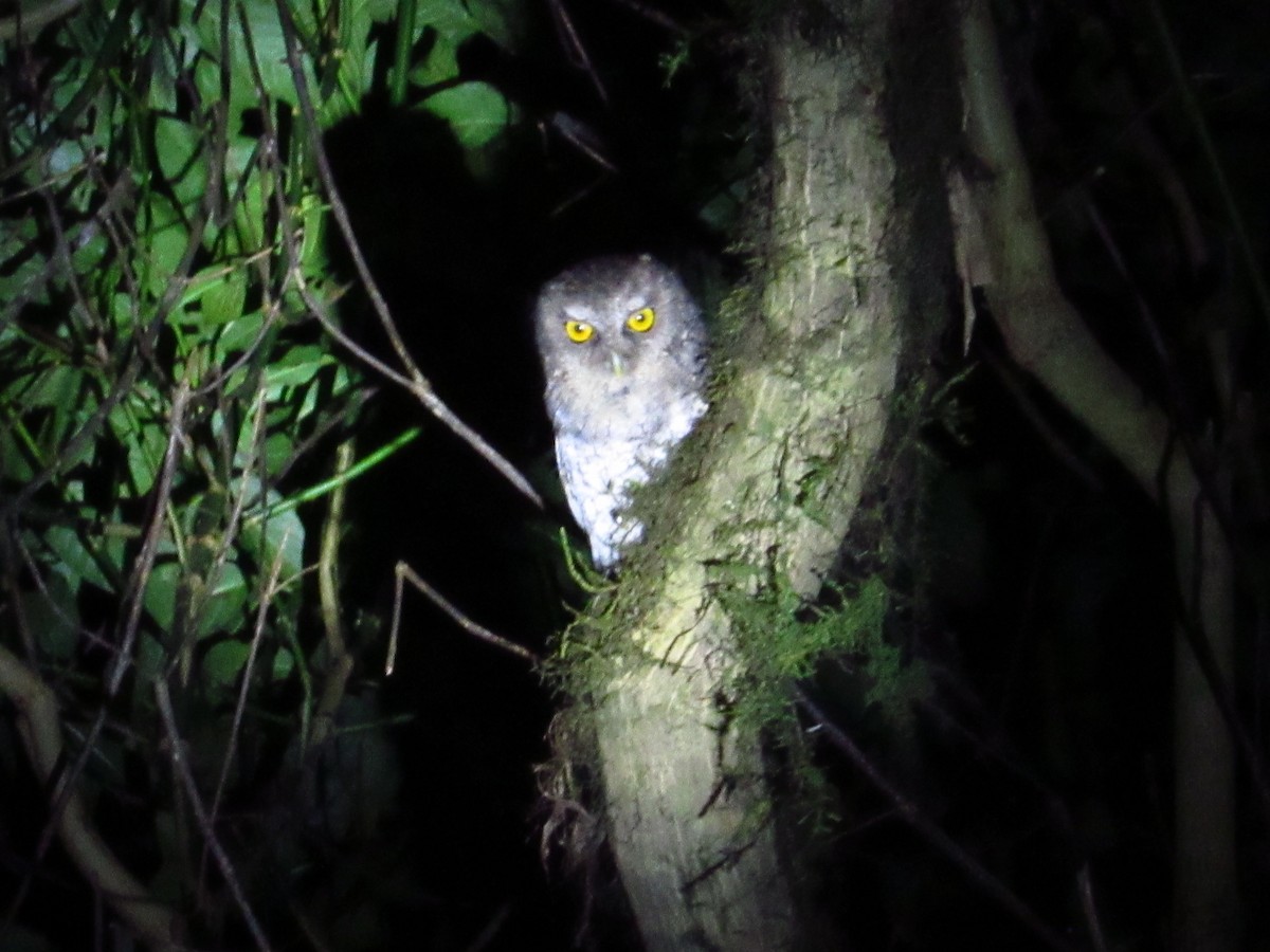 Foothill Screech-Owl - ML645728205