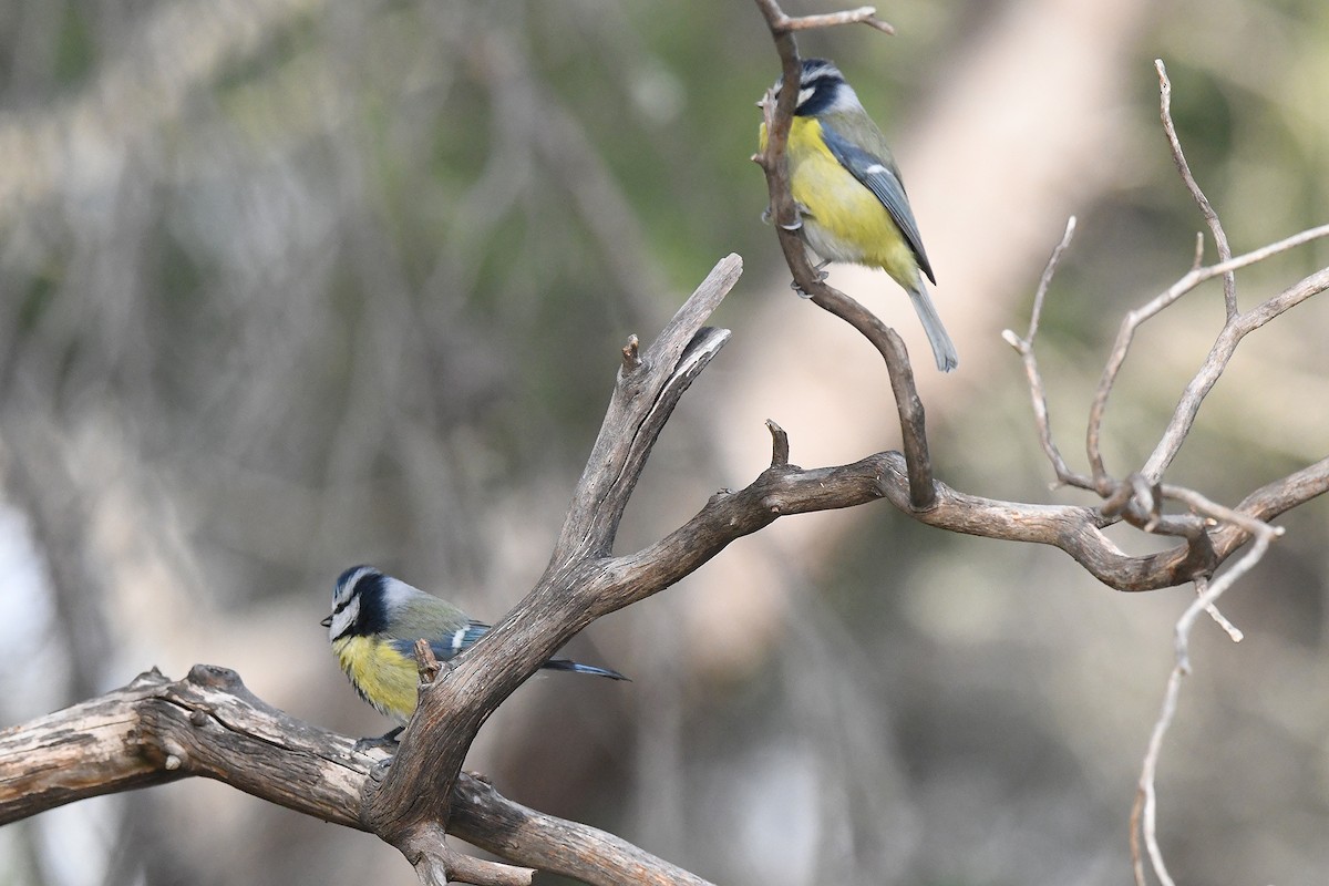 sýkora modřinka - ML645728207