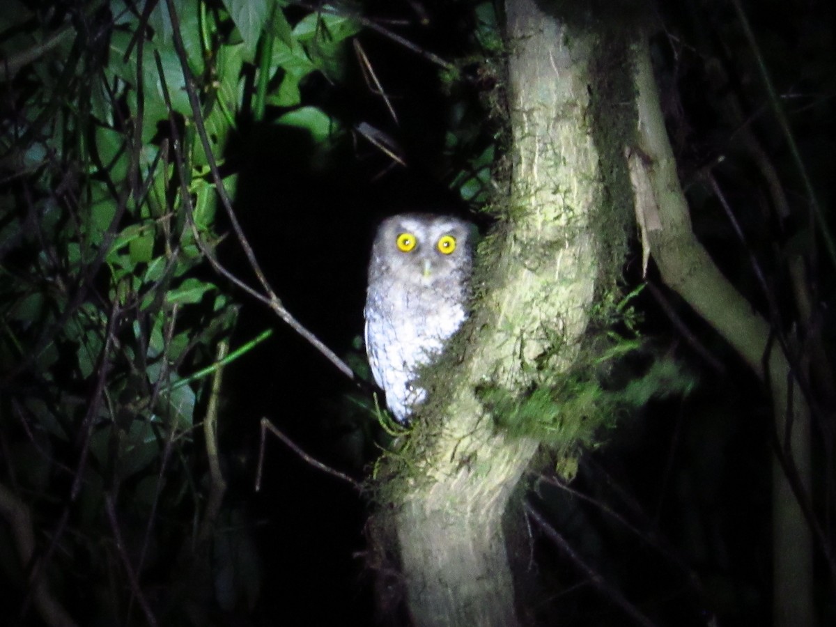 Foothill Screech-Owl - ML645728208