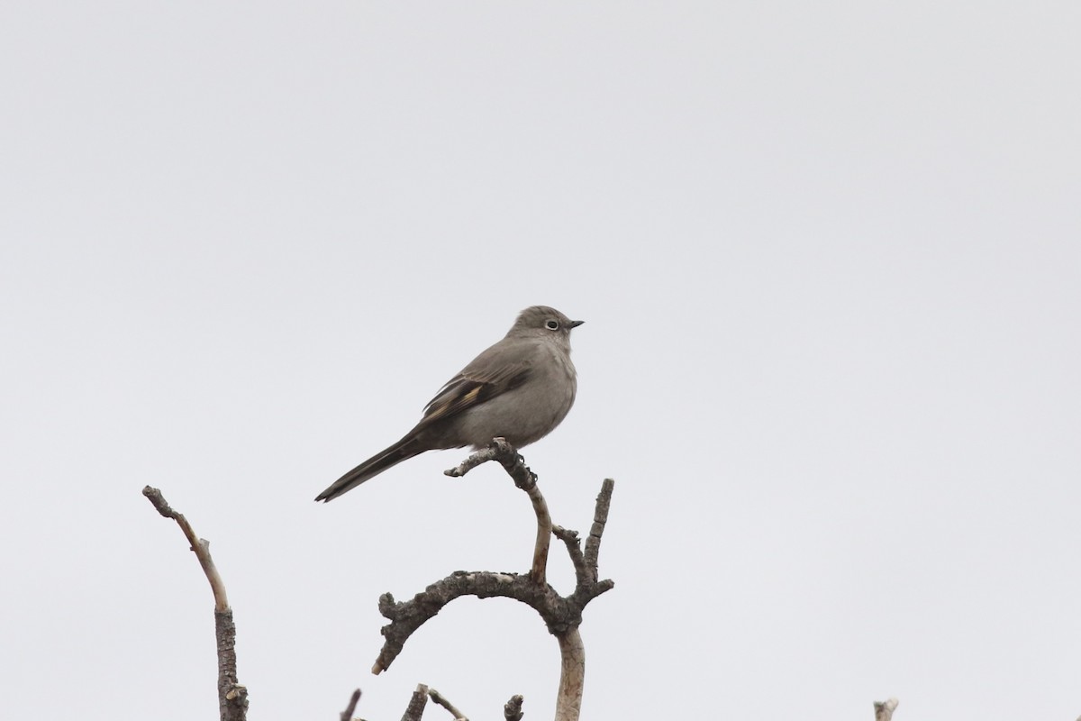 Townsend's Solitaire - ML645728209