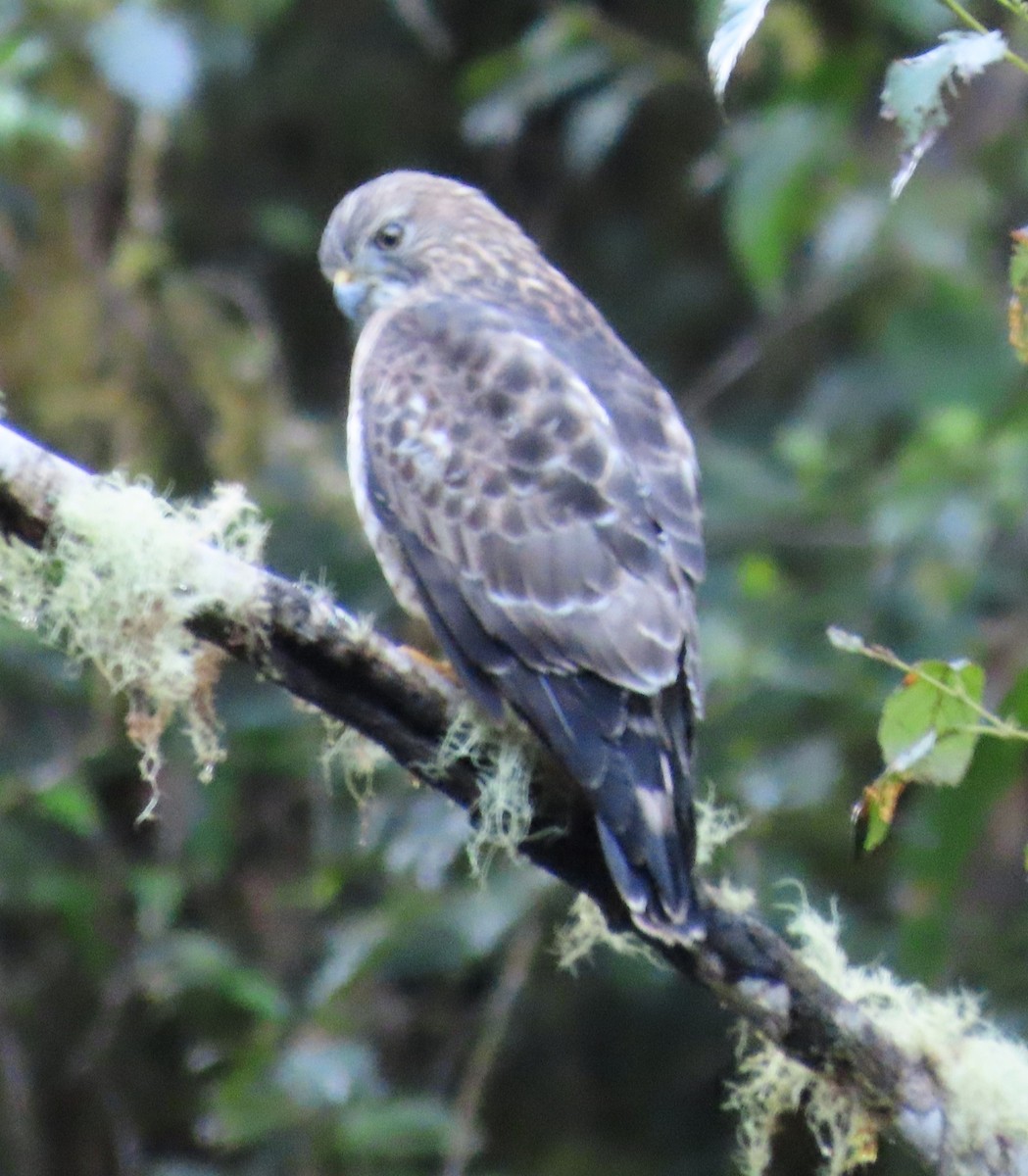 Broad-winged Hawk - ML645728211
