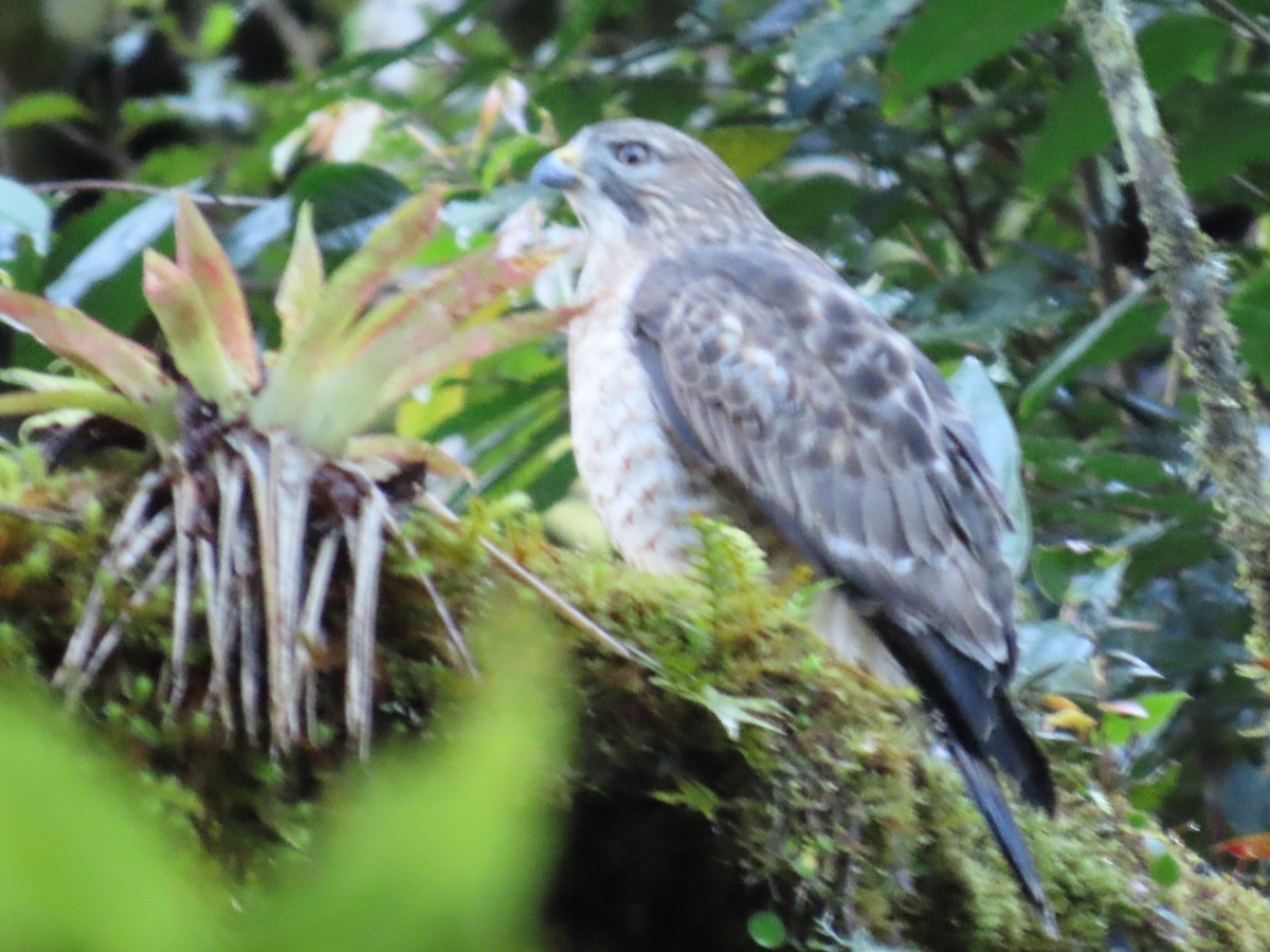 Broad-winged Hawk - ML645728212