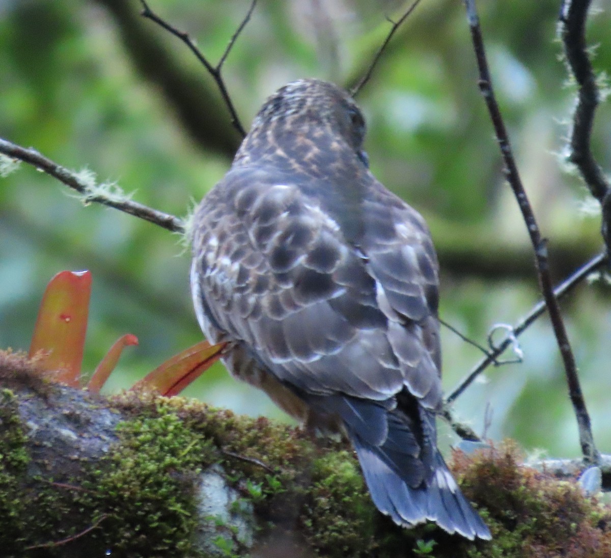 Broad-winged Hawk - ML645728213