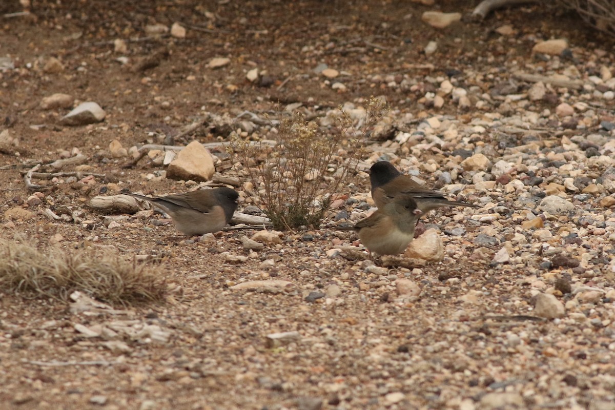 Dark-eyed Junco (Oregon) - ML645728224