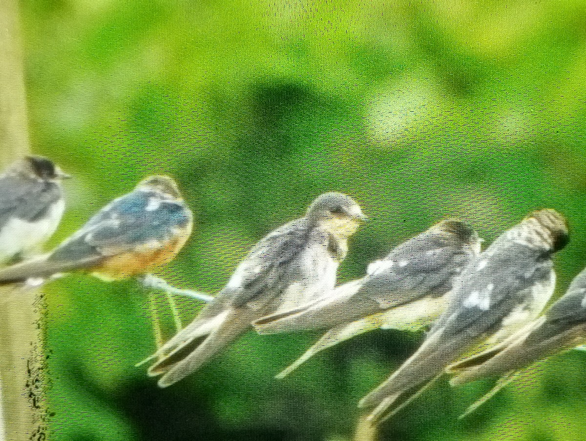 vlaštovka obecná - ML645728225