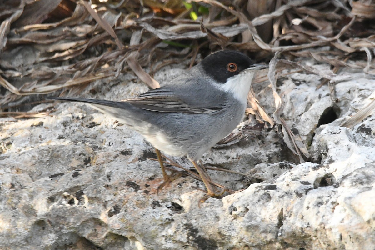 Sardinian Warbler - ML645728228