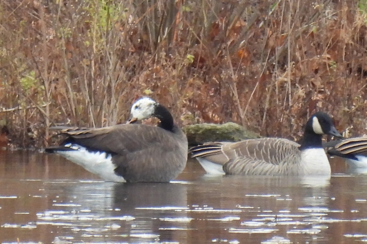Greater White-fronted x Canada Goose (hybrid) - ML645728252