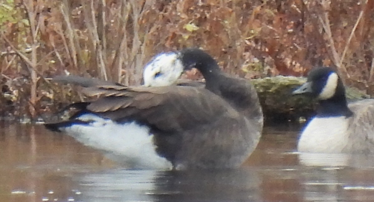 Greater White-fronted x Canada Goose (hybrid) - ML645728258