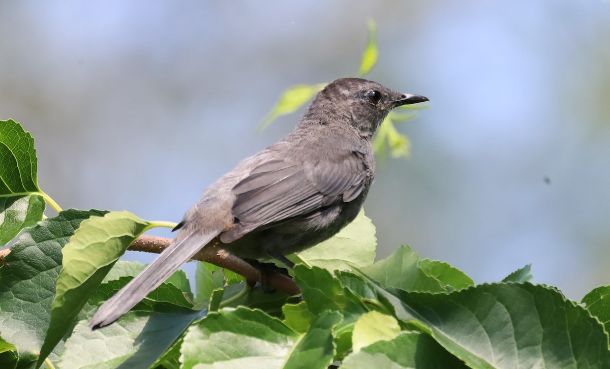 Gray Catbird - ML645728259