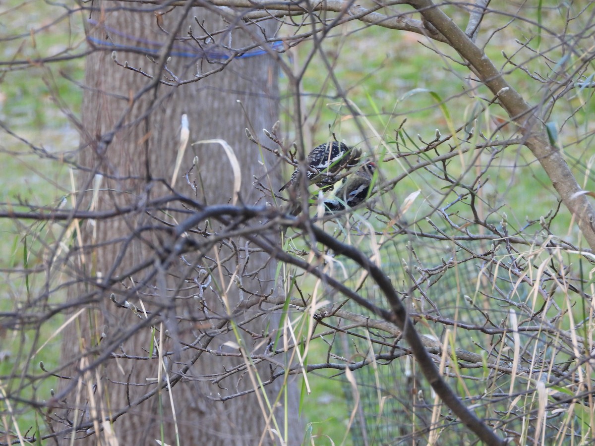 Yellow-bellied Sapsucker - ML645728265