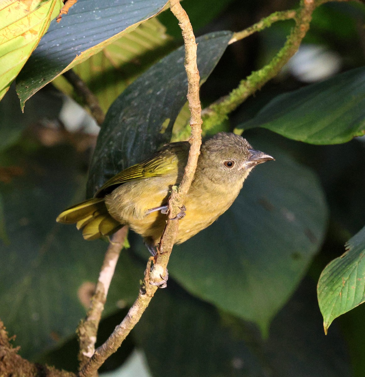 Ochre-breasted Tanager - ML645728266