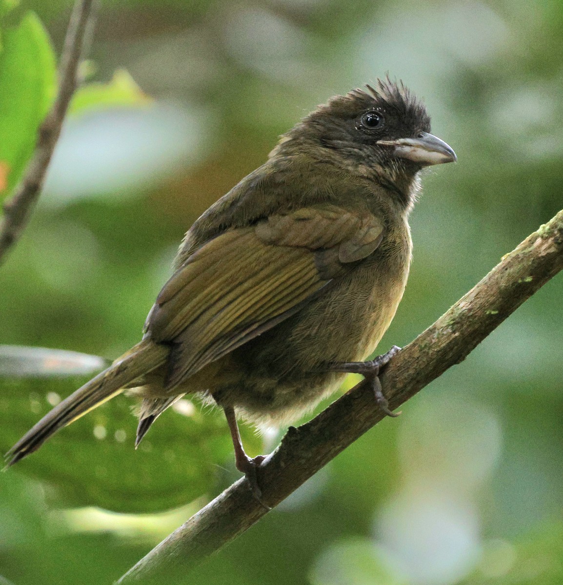 Ochre-breasted Tanager - ML645728267