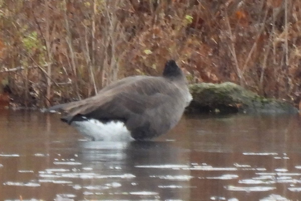 Greater White-fronted x Canada Goose (hybrid) - ML645728273