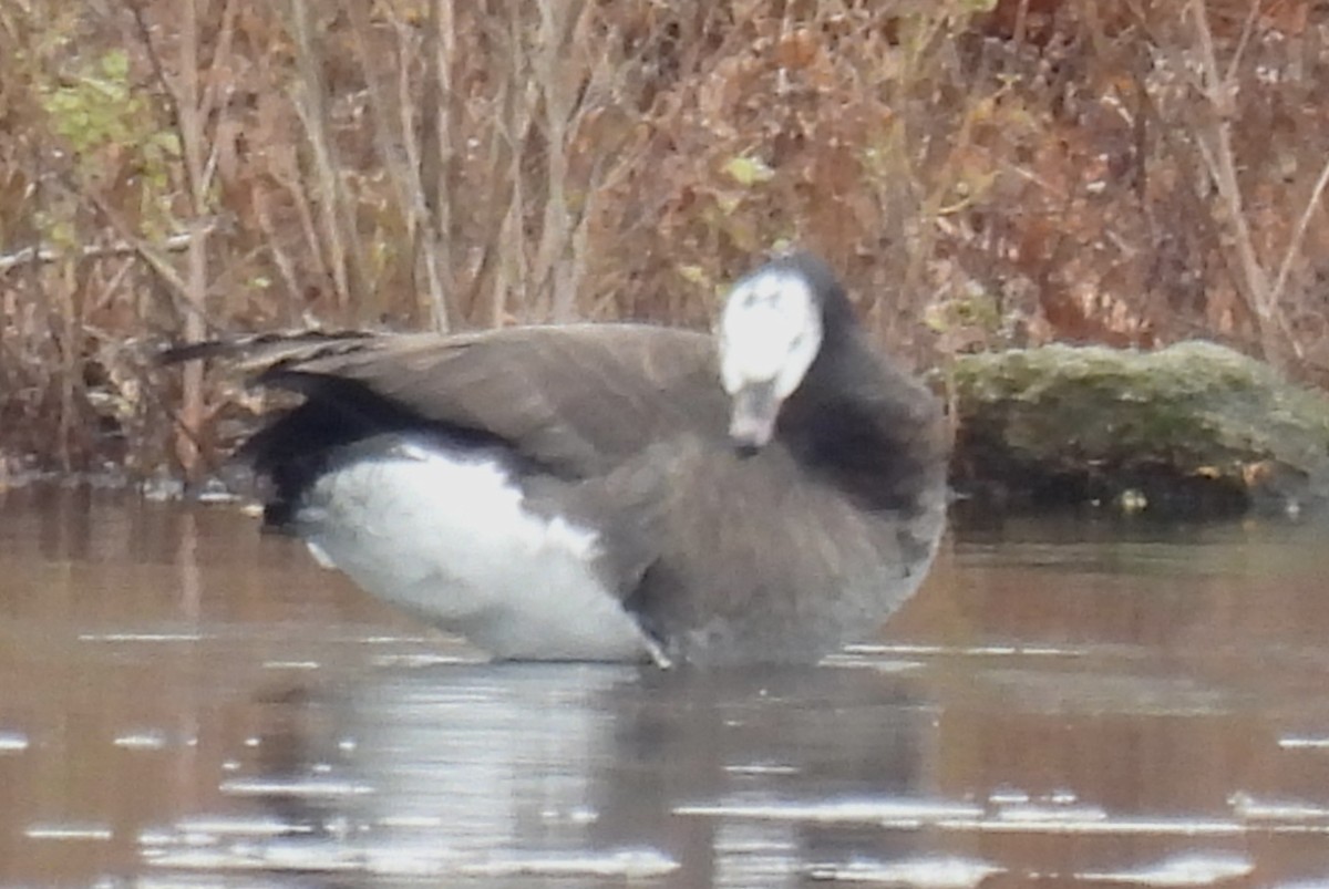 Greater White-fronted x Canada Goose (hybrid) - ML645728277