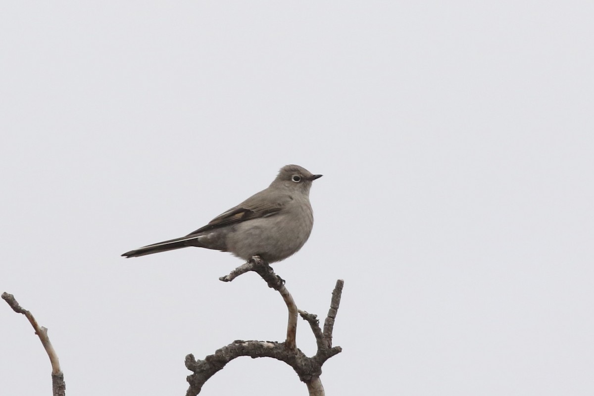 Townsend's Solitaire - ML645728283