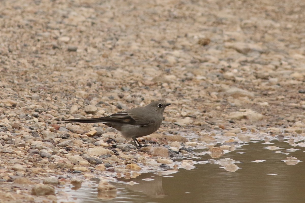 Townsend's Solitaire - ML645728284