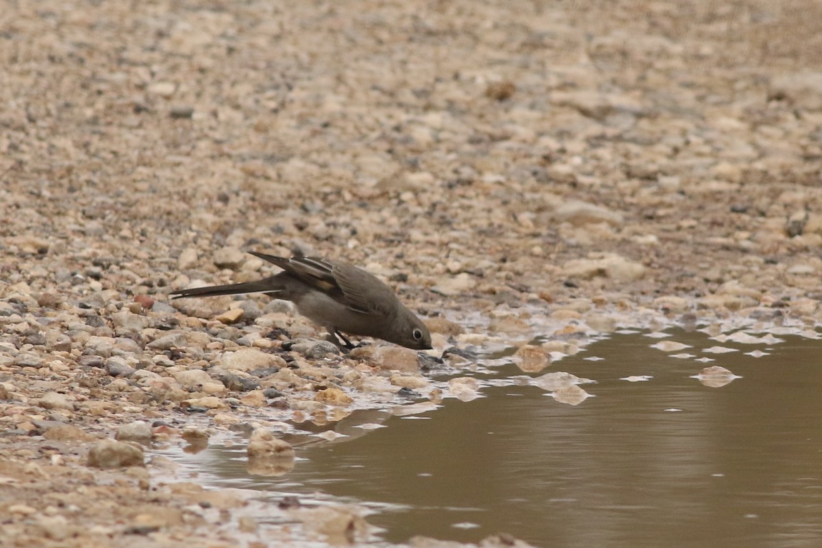 Townsend's Solitaire - ML645728285
