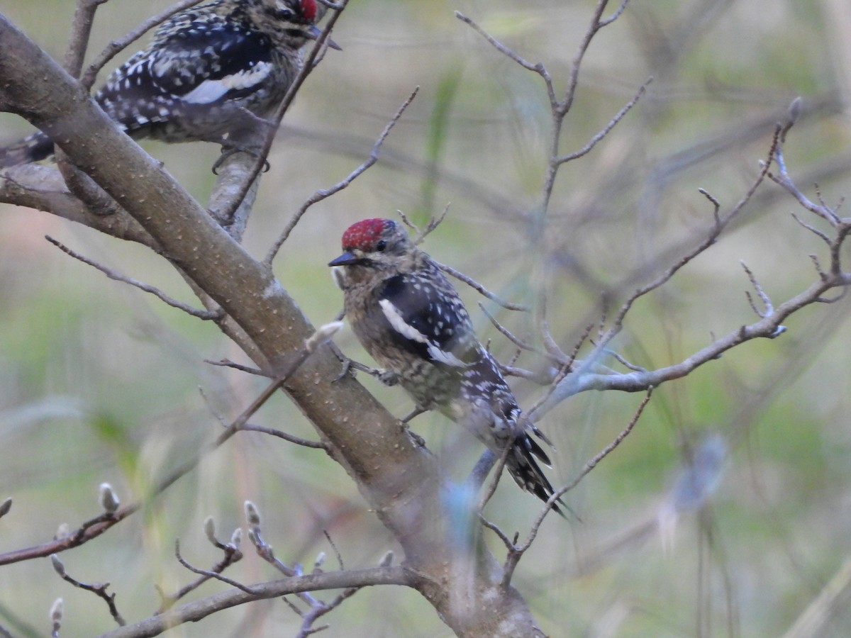 Yellow-bellied Sapsucker - ML645728290