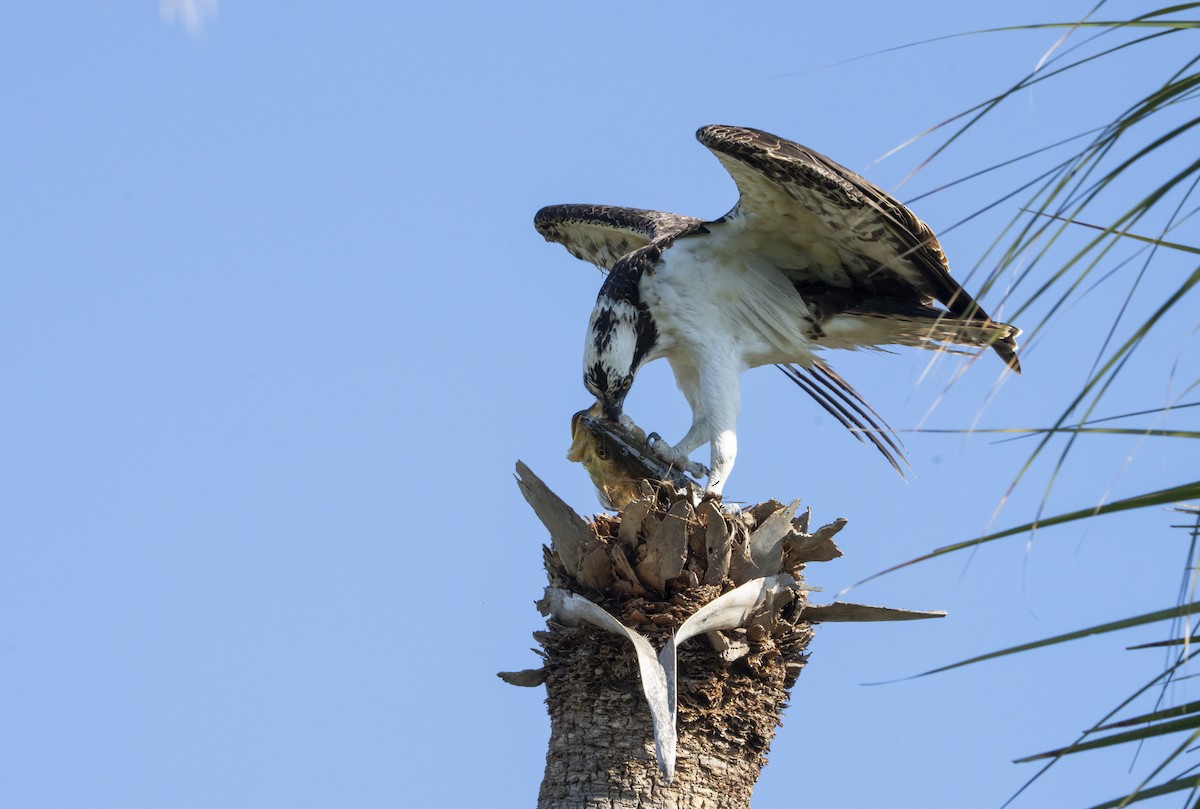 Osprey - ML645728291