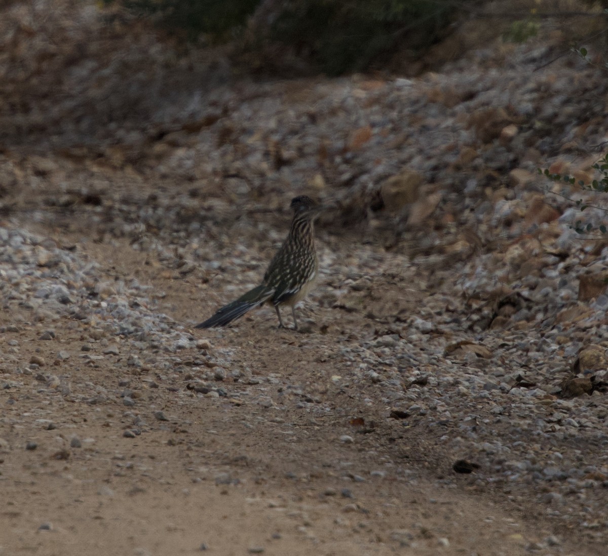Greater Roadrunner - ML645728292