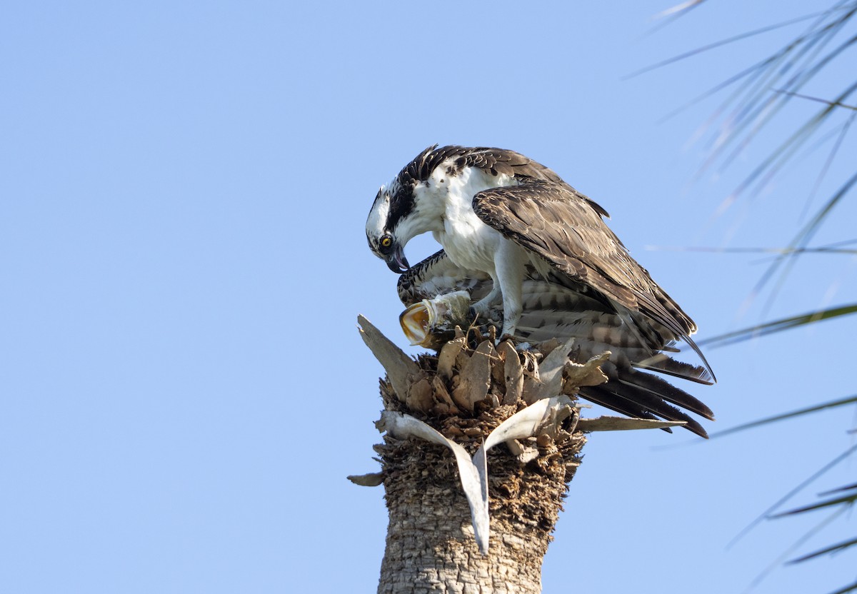 Osprey - ML645728296