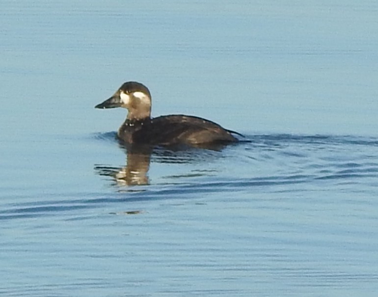 Surf Scoter - ML645728304