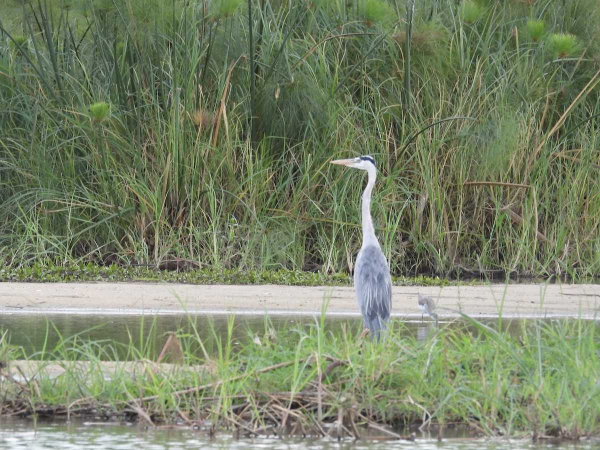 Graureiher - ML645728307