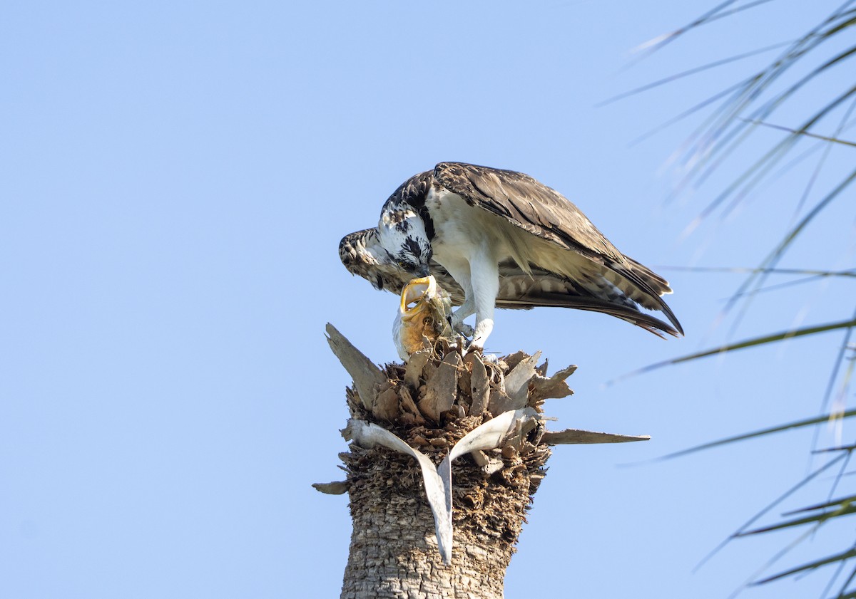 Osprey - ML645728308