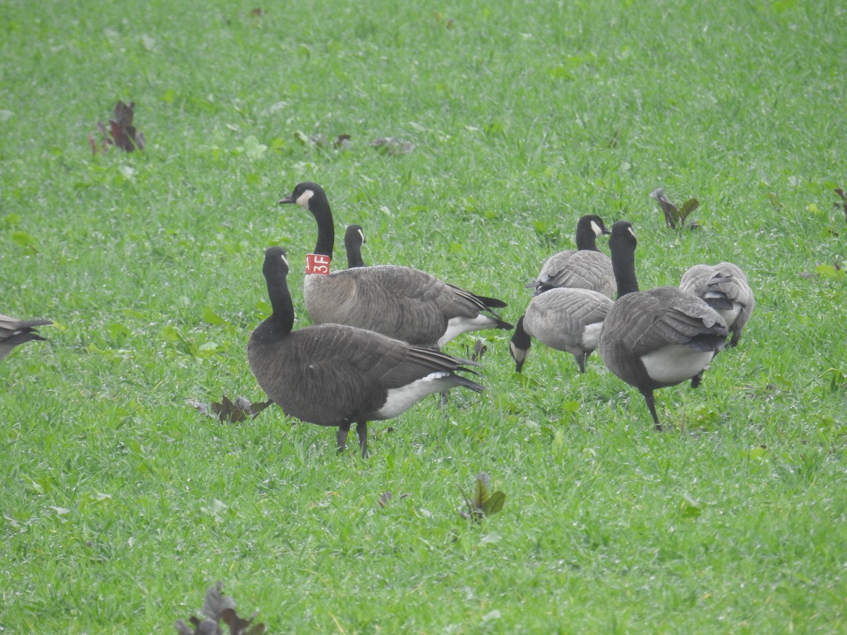 Canada Goose (occidentalis/fulva) - ML645728309