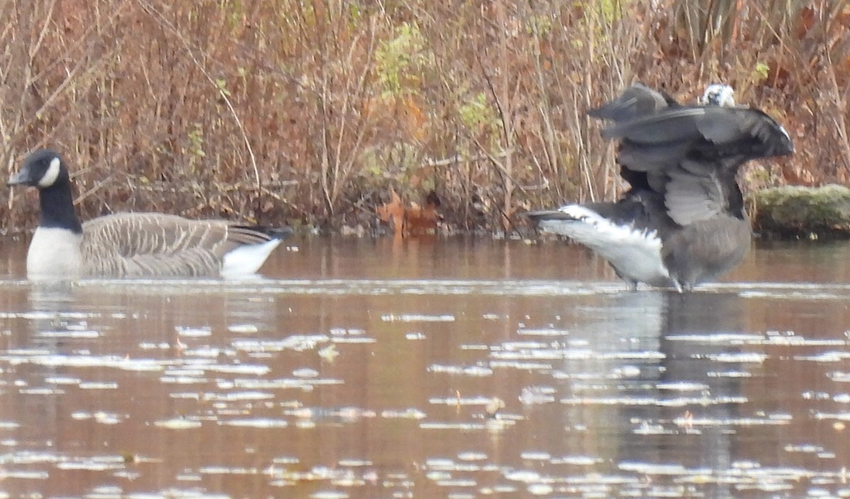 Domestic goose sp. x Canada Goose (hybrid) - ML645728311