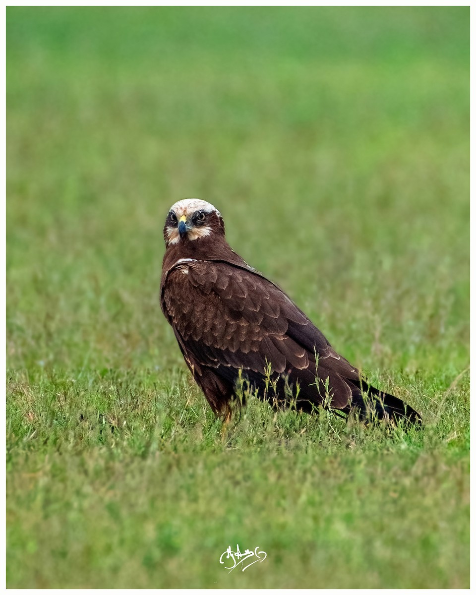 Western Marsh Harrier - ML645728312