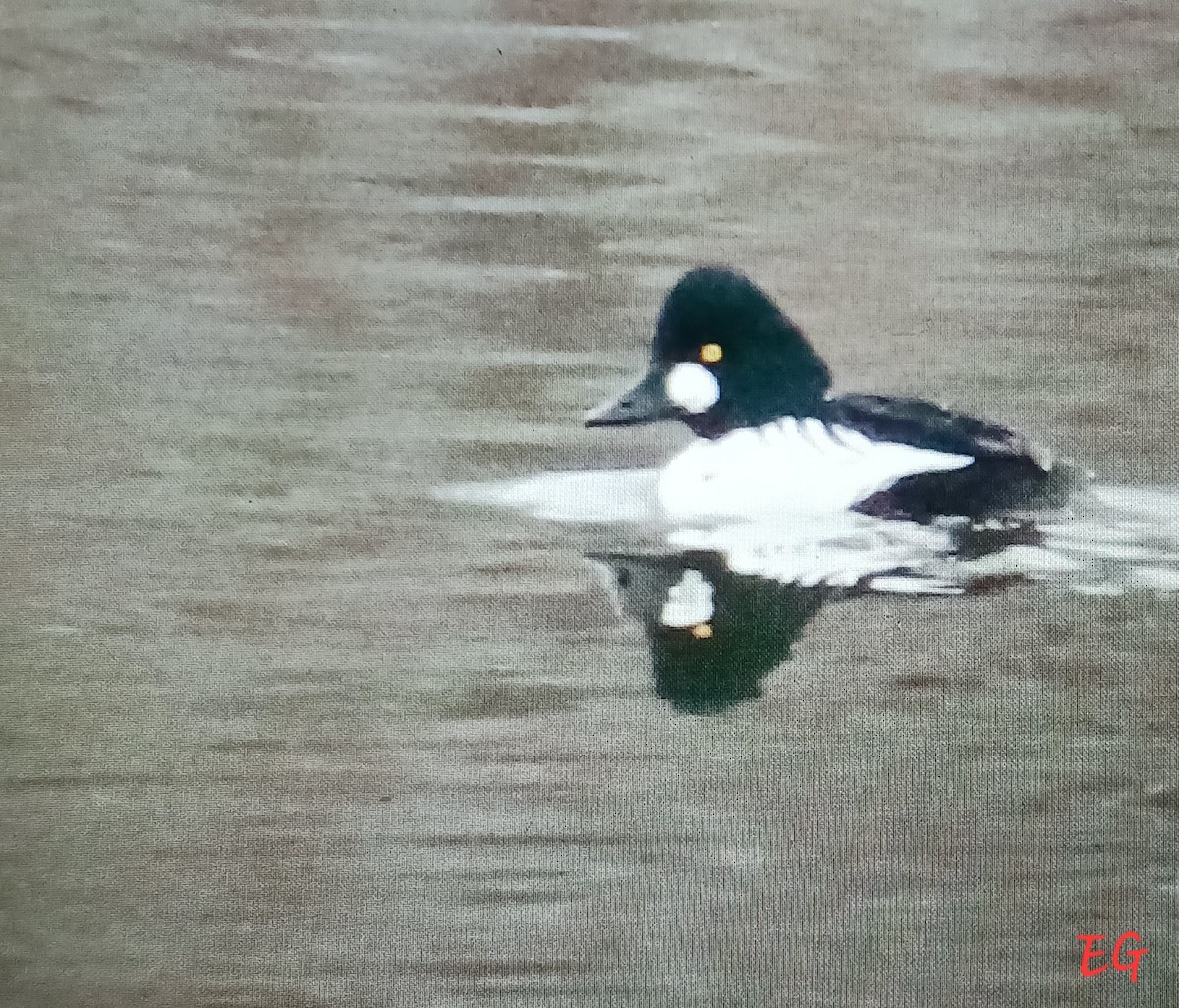 Common Goldeneye - ML645728313