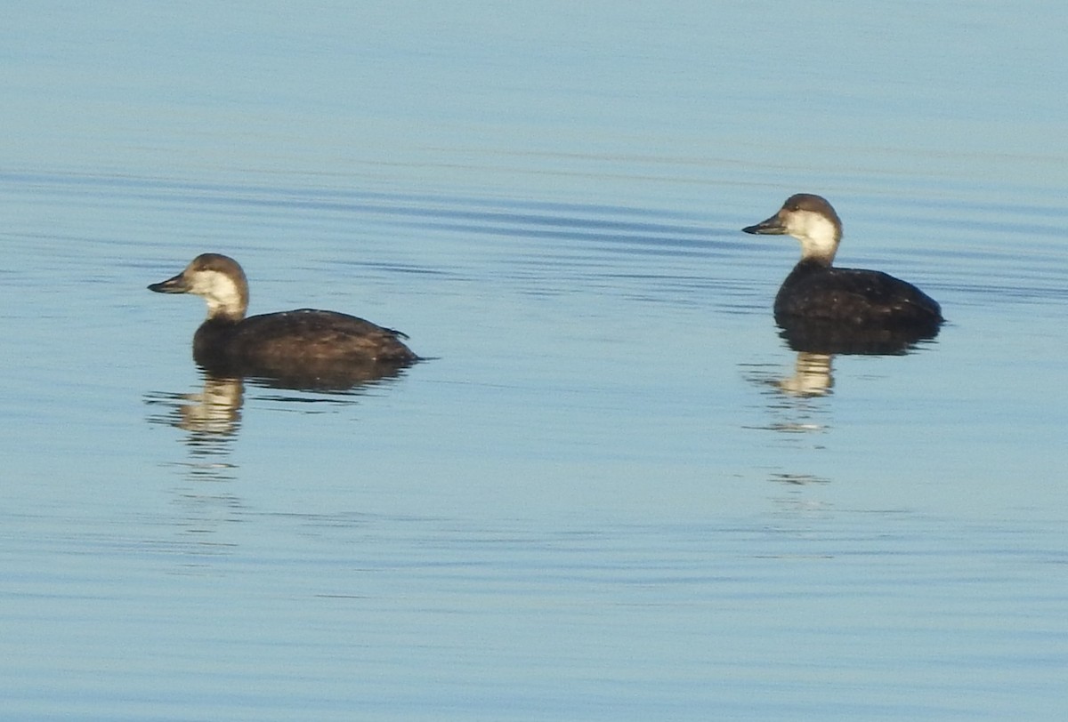 Black Scoter - ML645728314