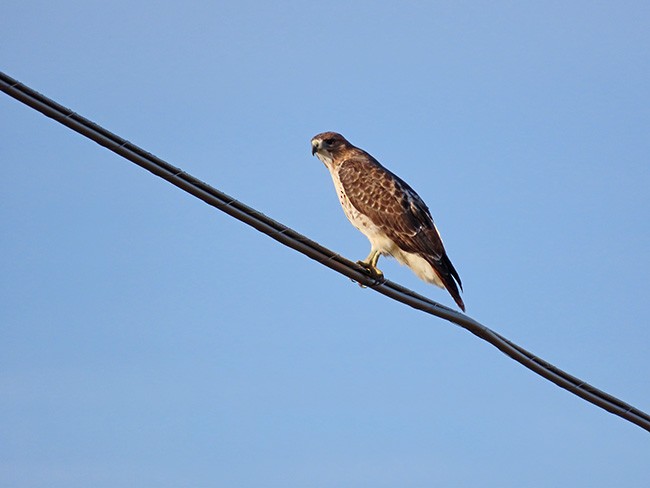 Red-tailed Hawk - ML645728317