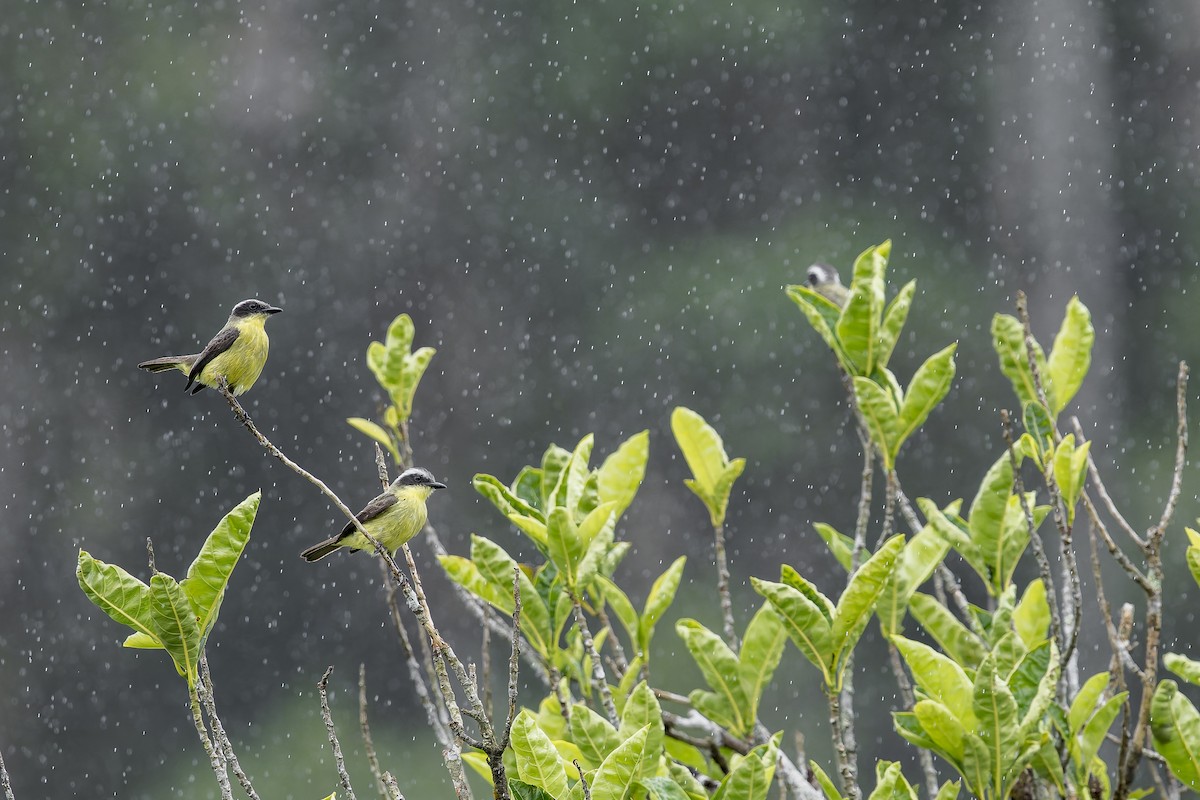 Three-striped Flycatcher - ML645728318