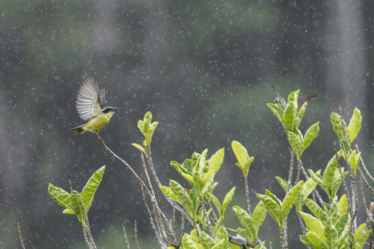 Three-striped Flycatcher - ML645728319