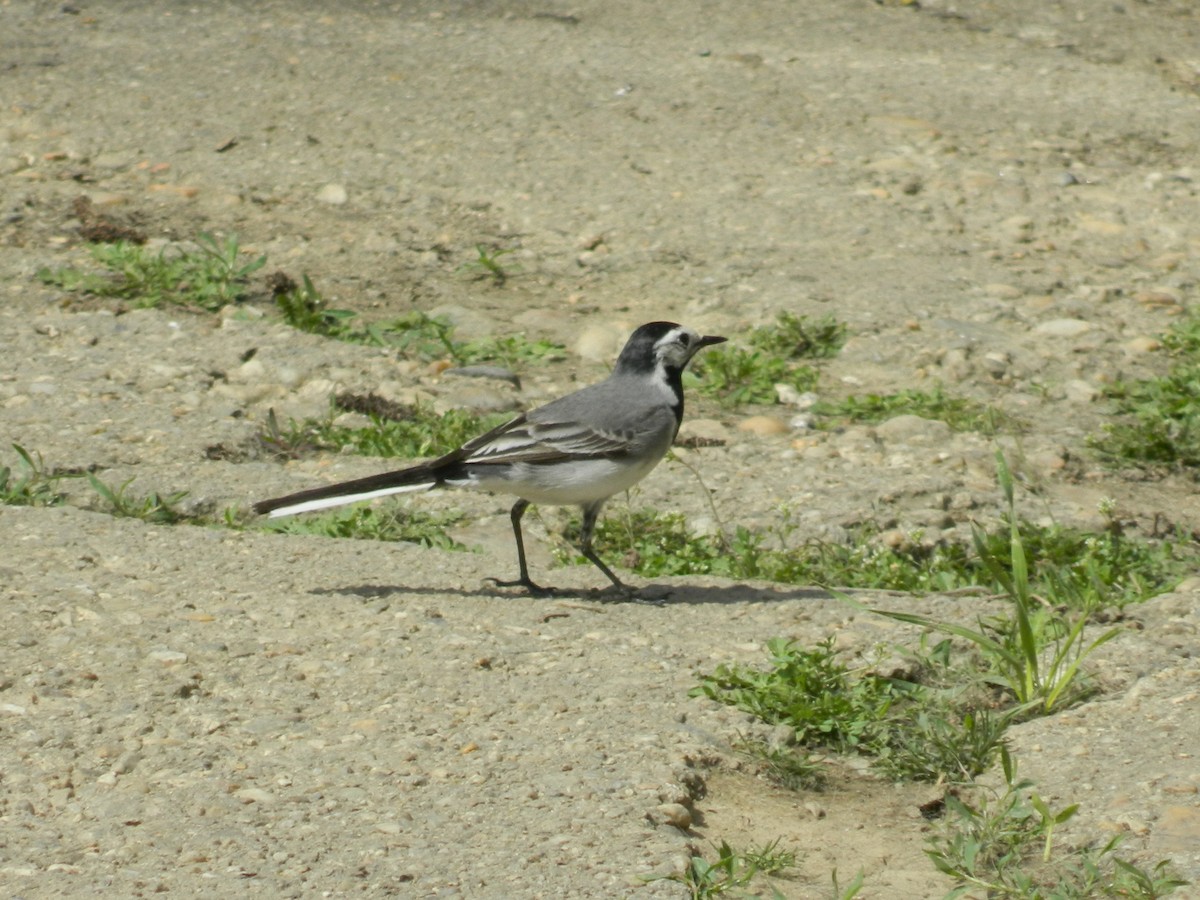 White Wagtail (White-faced) - ML645728320