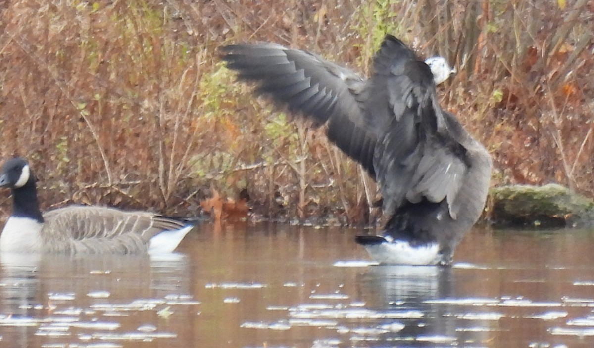 Domestic goose sp. x Canada Goose (hybrid) - ML645728321