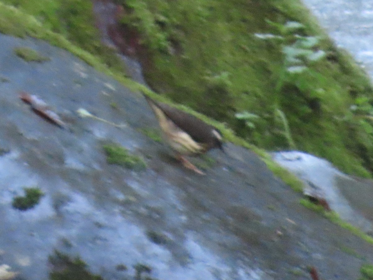 Louisiana Waterthrush - ML645728322