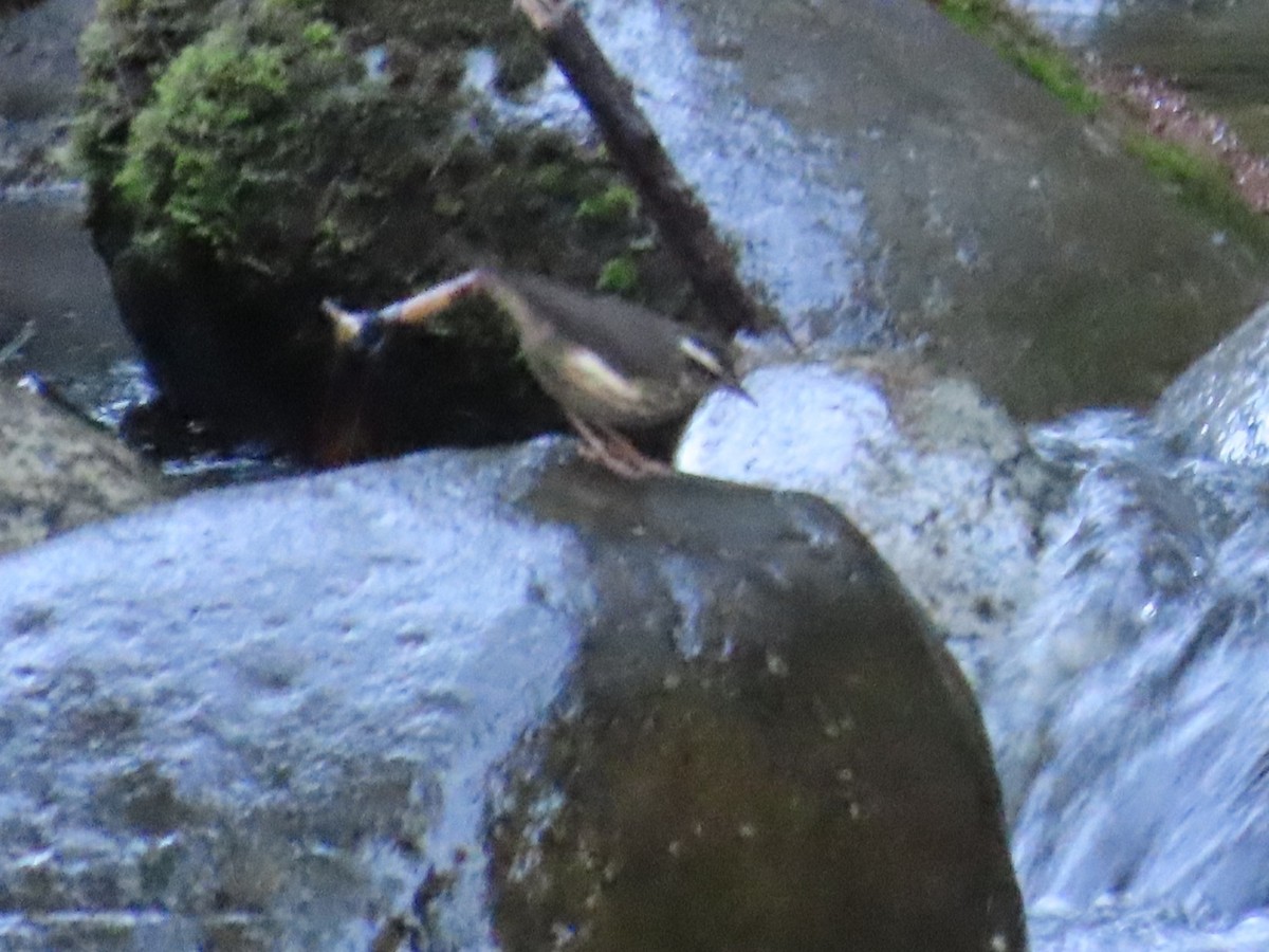 Louisiana Waterthrush - ML645728323