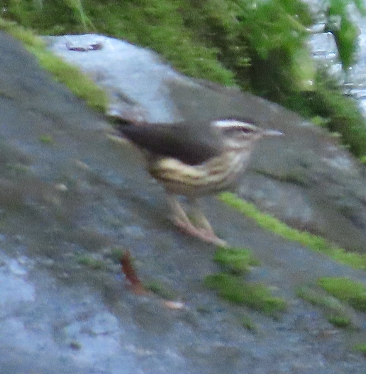 Louisiana Waterthrush - ML645728324