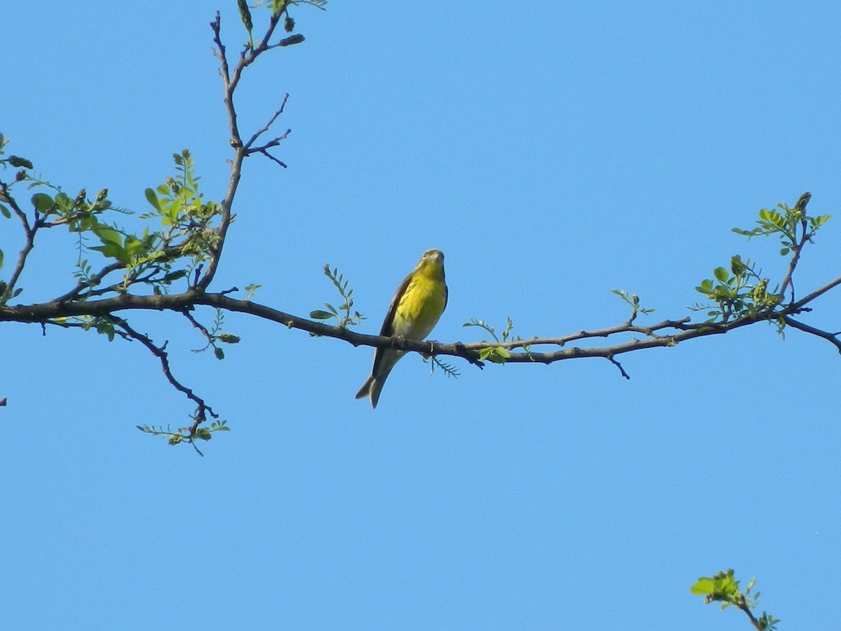 European Serin - ML645728326