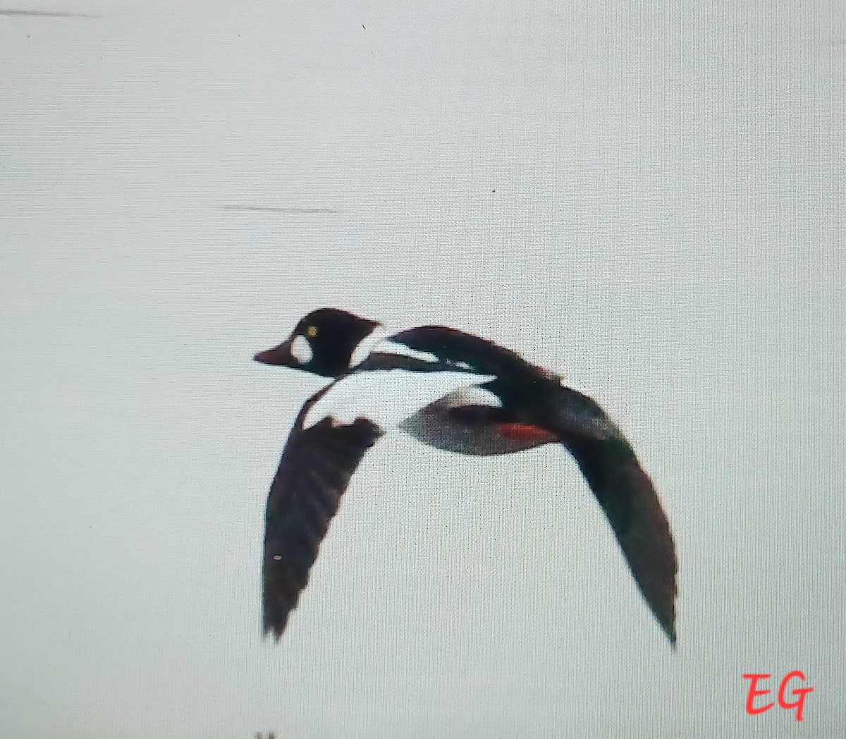 Common Goldeneye - ML645728328