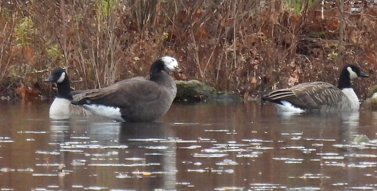 Domestic goose sp. x Canada Goose (hybrid) - ML645728329
